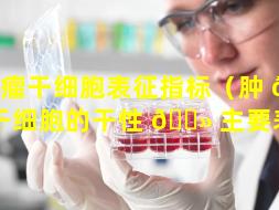 肿瘤干细胞表征指标（肿 🐘 瘤干细胞的干性 🌻 主要表征）